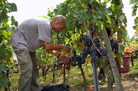 Picking Syrah grapes in the Coteau de Semons   vineyard of Georges Vernay at Tupin Rhne France    Cte Rtie