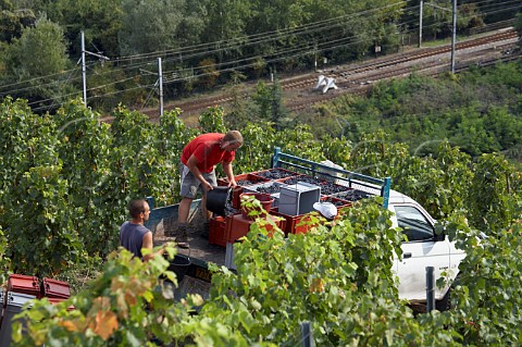 Loading truck with harvested Syrah grapes in the   Coteau de Semons vineyard of Georges Vernay at Tupin   Rhne France  Cte Rtie