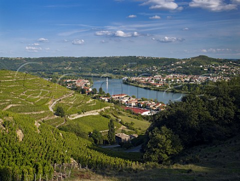 Viognier vineyards above Condrieu and the River   Rhne France   Condrieu