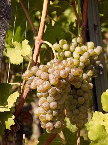 Ripe Viognier grapes in the Coteau du Vernon   vineyard of Georges Vernay at Condrieu Rhne   France  Condrieu