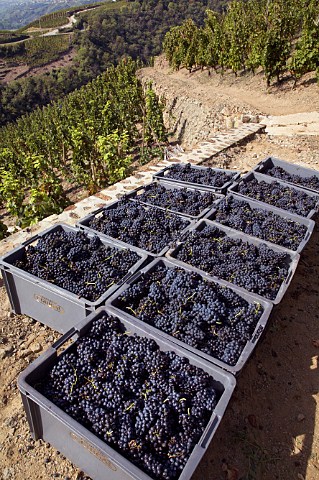 Crates of harvested Syrah grapes in La Turque   vineyard of Guigal  Ampuis Rhne France   Cte   Rtie