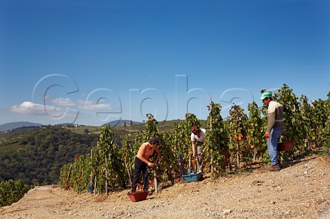 Harvesting Syrah grapes in vineyard of Gilles Barge on the Cte Blonde  Ampuis Rhne France   Cte Rtie