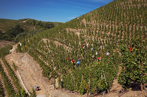 Harvesting Syrah grapes in La Turque vineyard of   Guigal on the Cte Blonde  Ampuis Rhne France     Cte Rtie
