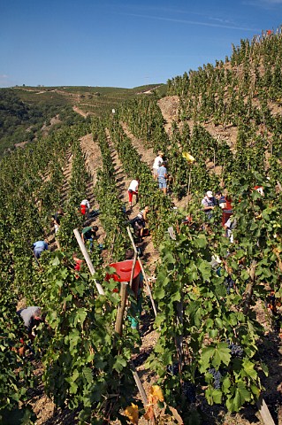 Harvesting Syrah grapes in La Turque vineyard of   Guigal on the Cte Blonde  Ampuis Rhne France     Cte Rtie