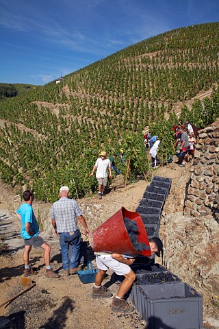 Harvesting Syrah grapes in La Turque vineyard of   Guigal on the Cte Blonde  Ampuis Rhne France Cte Rtie