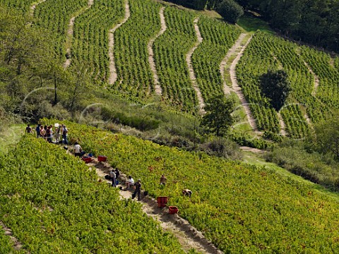 Pickers in vineyard near VilliMorgon France    Morgon  Beaujolais