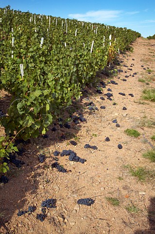 Bunches of Gamay grapes discarded in vineyard due to   overcropping Fleurie France    Fleurie    Beaujolais