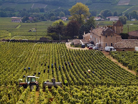 Harvesting Chardonnay grapes in Le Clos vineyard of   Chteau Fuiss Fuiss SaneetLoire France     PouillyFuiss  Mconnais