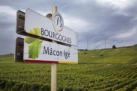 Road sign for wine village of Ig by vineyard on the   Route des Vins SaneetLoire France     MconVillages  Mconnais