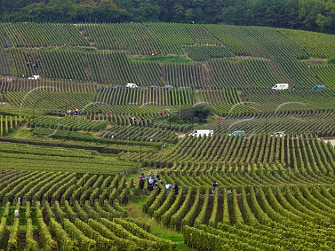 White vans at harvest time in vineyards near   VilleDommange on the Montagne de Reims Marne   France  Champagne