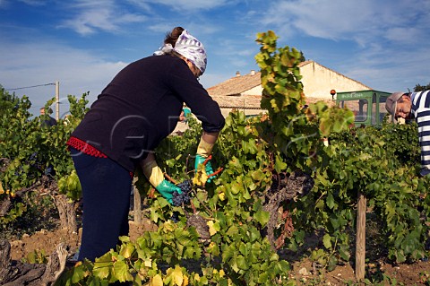 Harvesting Grenache grapes in vineyard of Domaine Daniel et   Denis Alary Cairanne Vaucluse France   Cairanne    Ctes du RhneVillages