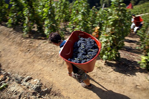 Hod carrier with Syrah grapes in La Turque vineyard   of Guigal Ampuis Rhne France  Cte Rtie