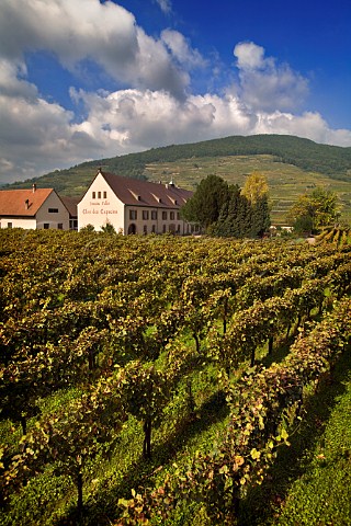 Domaine Weinbach Colette Faller et ses Filles seen  over its Clos des Capucins vineyard Kaysersberg  HautRhin France  Alsace