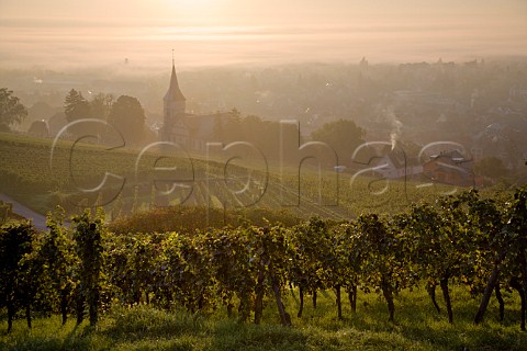 Early morning mist in Kirchberg de Barr Grand Cru   vineyard Barr BasRhin France  Alsace