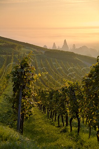 Early morning mist in Kirchberg de Barr Grand Cru   vineyard Barr BasRhin France  Alsace