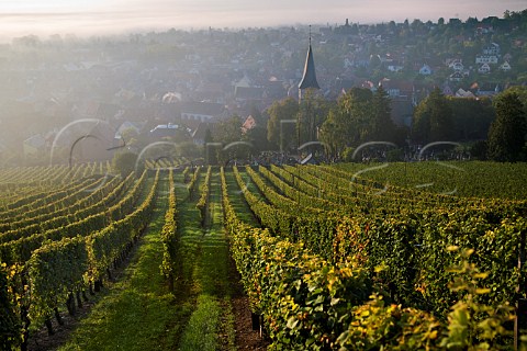 Early morning mist in Kirchberg de Barr Grand Cru   vineyard Barr BasRhin France  Alsace