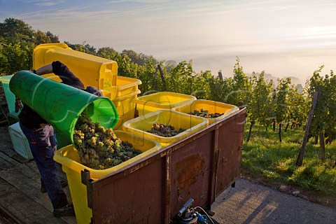 Harvesting Riesling grapes in Kirchberg de Barr   Grand Cru vineyard Barr BasRhin France  Alsace