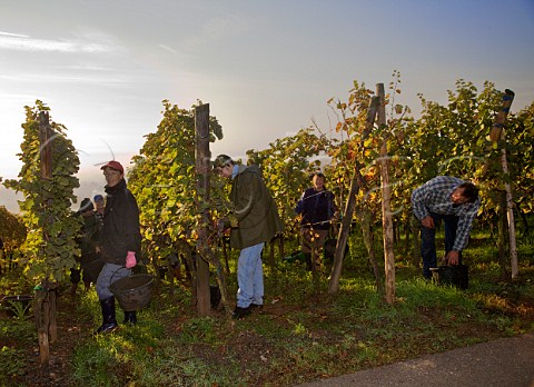 Picking Riesling grapes in Kirchberg de Barr Grand   Cru vineyard Barr BasRhin France  Alsace