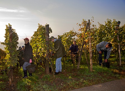 Picking Riesling grapes in Kirchberg de Barr Grand   Cru vineyard Barr BasRhin France  Alsace