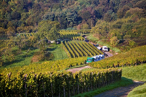 Kirchberg de Barr Grand Cru vineyard at harvest   time Barr BasRhin France  Alsace