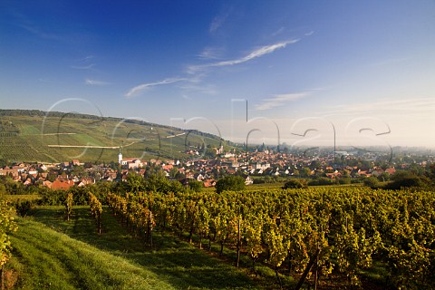 The wine town of Barr seen from  Zotzenberg Grand Cru vineyard with the Kirchberg de Barr vineyard beyond BasRhin France  Alsace