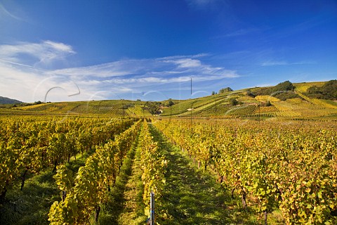 Winzenberg vineyard Blienschwiller BasRhin   France  Alsace