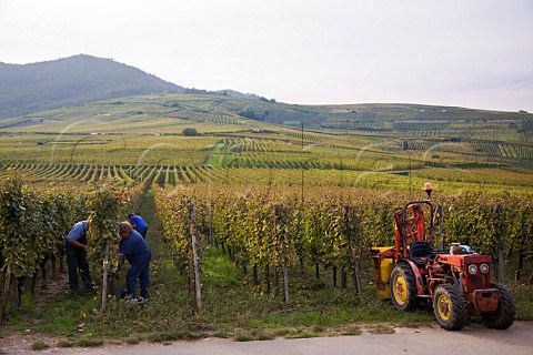 Harvesting in Freitag vineyard Wettolsheim   HautRhin France  Alsace