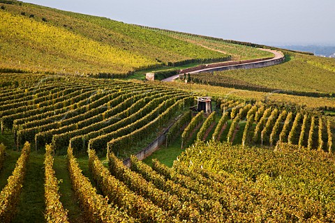 Hengst Grand Cru vineyard Wettolsheim HautRhin   France  Alsace