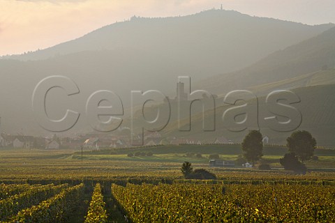Evening light on Wineck castle and Grand Cru   WineckSchlossberg vineyard overlooking Katzenthal   HautRhin France