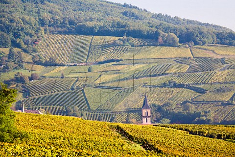 Steeple of Ribeauvill church seen from Rosacker   Grand Cru vineyard Hunawihr HautRhin France    Alsace