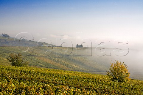 Morning mist in Rosacker Grand Cru vineyard   Hunawihr HautRhin France  Alsace