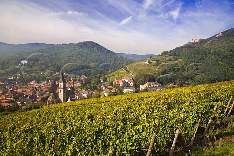 Ribeauvill viewed from the Geisberg Grand Cru   vineyard HautRhin France  Alsace