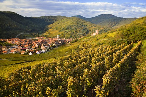 Kaysersberg and its castle seen from Schlossberg   Grand Cru vineyard HautRhin France  Alsace
