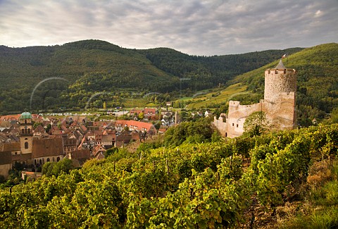 Kaysersberg and its castle seen from Schlossberg   Grand Cru vineyard HautRhin France  Alsace