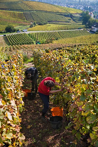 Harvesting Pinot Noir grapes in Brand Grand Cru   vineyard Turckheim HautRhin France  Alsace