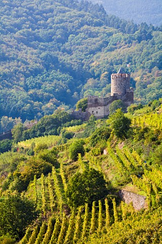 Kaysersberg castle seen from Schlossberg Grand Cru   vineyard HautRhin France  Alsace