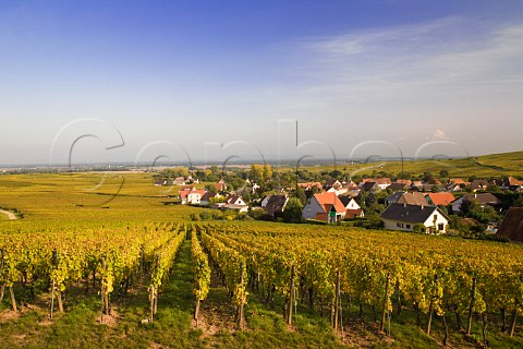 Clos SteHune of Trimbach part of Rosacker Grand Cru vineyard Hunawihr HautRhin France  Alsace