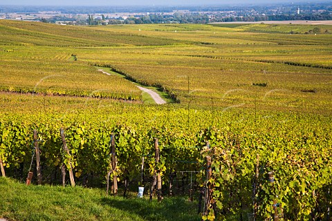 Clos SteHune of Trimbach part of Rosacker Grand   Cru vineyard Hunawihr HautRhin France  Alsace