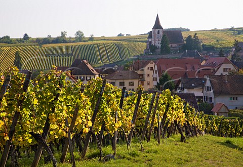 Clos SteHune of Trimbach part of Rosacker Grand Cru vineyard Hunawihr HautRhin France  Alsace