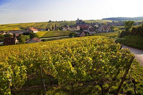 Clos SteHune of Trimbach part of Rosacker Grand   Cru vineyard Hunawihr HautRhin France  Alsace
