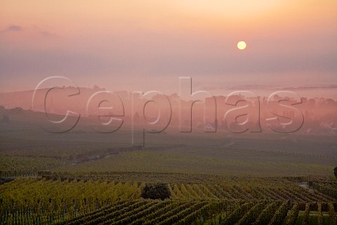 Sunrise over Goldert and Hatschbourg Grand Cru   vineyards Gueberschwihr HautRhin France  Alsace