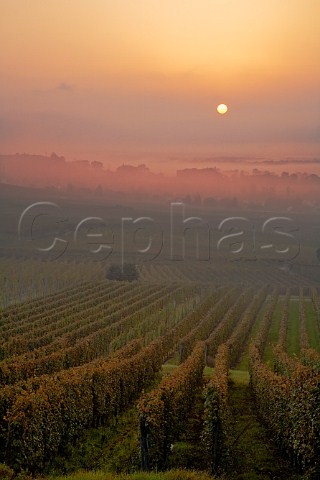 Sunrise over Goldert and Hatschbourg Grand Cru   vineyards Gueberschwihr HautRhin France  Alsace