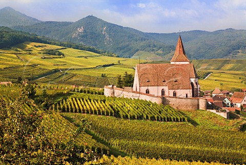 Fortified church at Hunawihr with Rosacker  Grand Cru vineyard beyond HautRhin France  Alsace