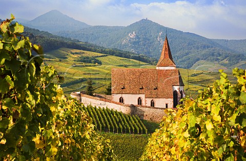 Fortified church overlooking Hunawihr with Rosacker   Grand Cru vineyard beyond HautRhin France    Alsace