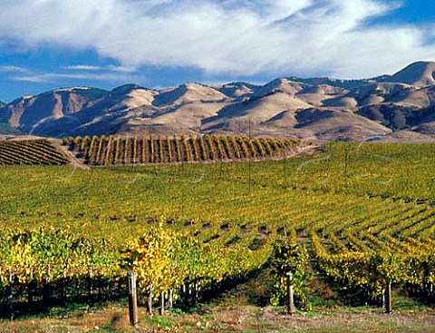 Autumnal vineyards near San Luis Obispo with the   Santa Lucia Mountains beyond   California   Edna Valley