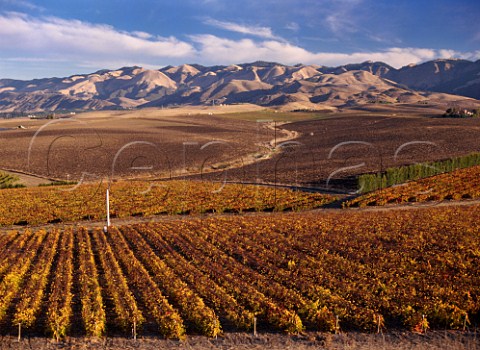 Autumnal vineyards near San Luis Obispo with the   Santa Lucia Mountains beyond   California   Edna Valley