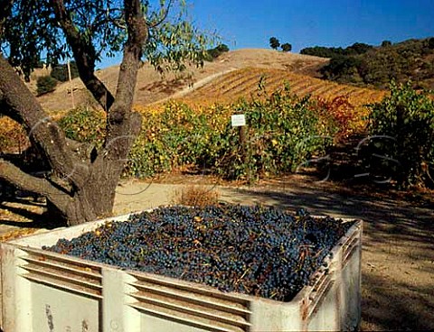 Harvested Cabernet Sauvignon grapes by vineyard  Paso Robles San Luis Obispo Co California Paso   Robles