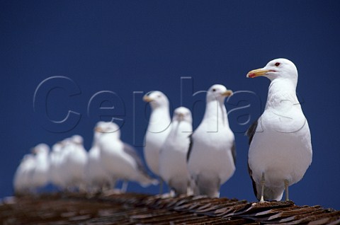 Herring Gulls in a line on roof