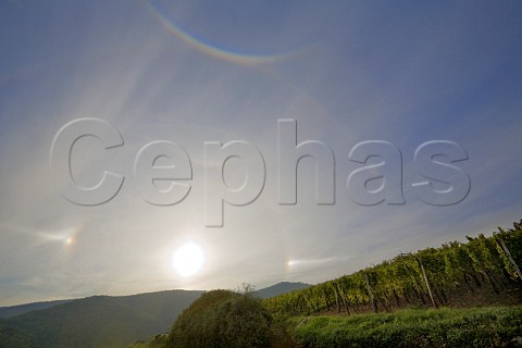 Ice Halo around the sun with parhelia sundogs to   either side and a tangent arc above shining on   Pfersigberg Grand Cru vineyard  Wettolsheim   HautRhin France  Alsace