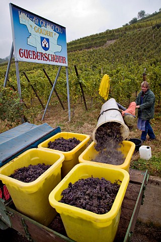 Collecting botrytised Pinot Gris grapes for Domaine   Ernest Burn in Goldert Grand Cru vineyard   Gueberschwihr France  Alsace